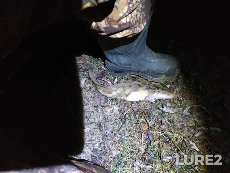 Burbot — Klyazma, Nov 20, 2019
