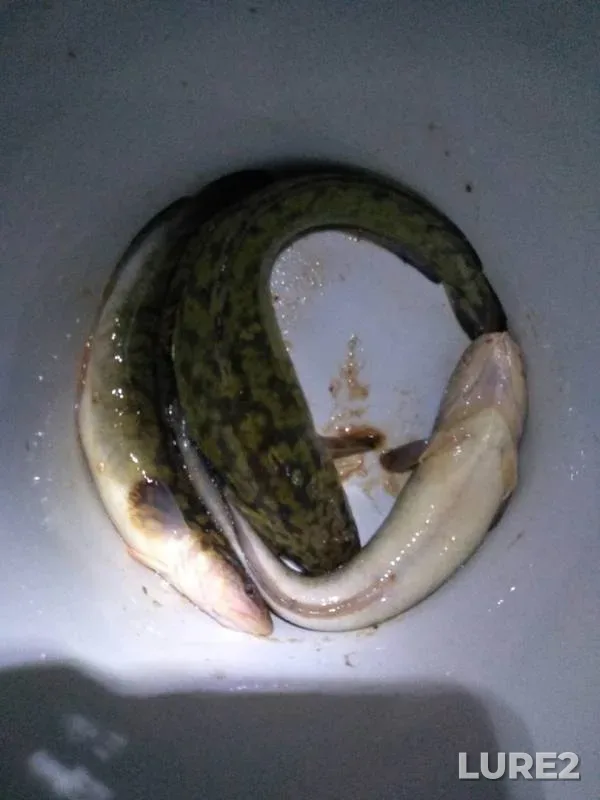 Burbot — Klyazma, Nov 13, 2019