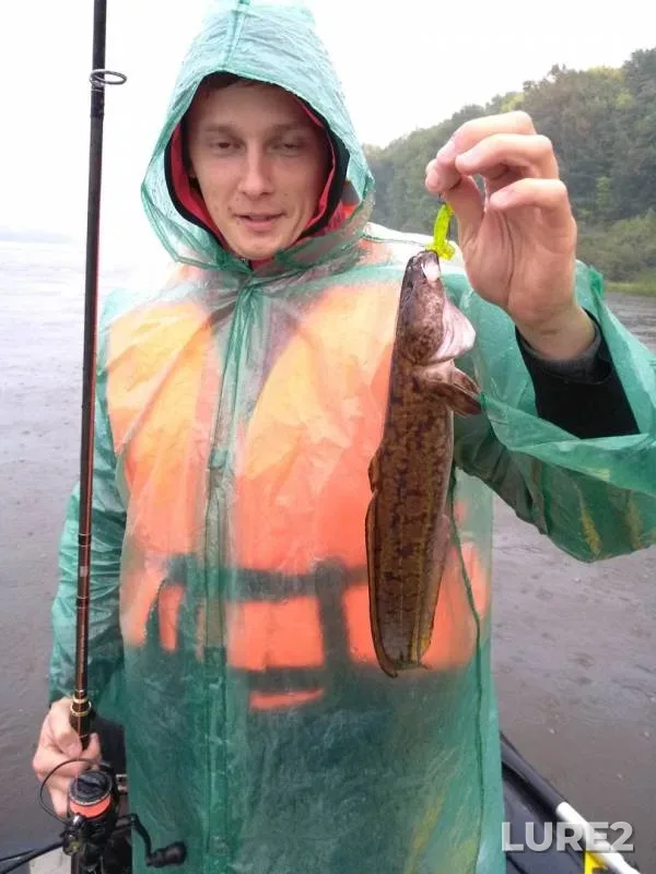 Burbot, Perch — Oka, Aug 29, 2019