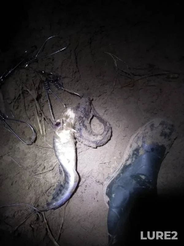 Burbot — Volga, Nov 20, 2019