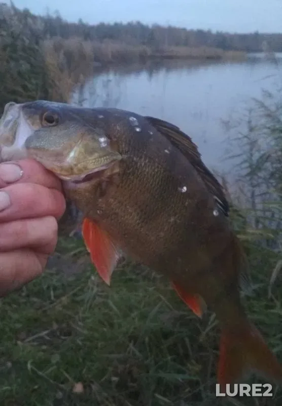 Perch, Roach — Kopylovskiye, Sep 27, 2019