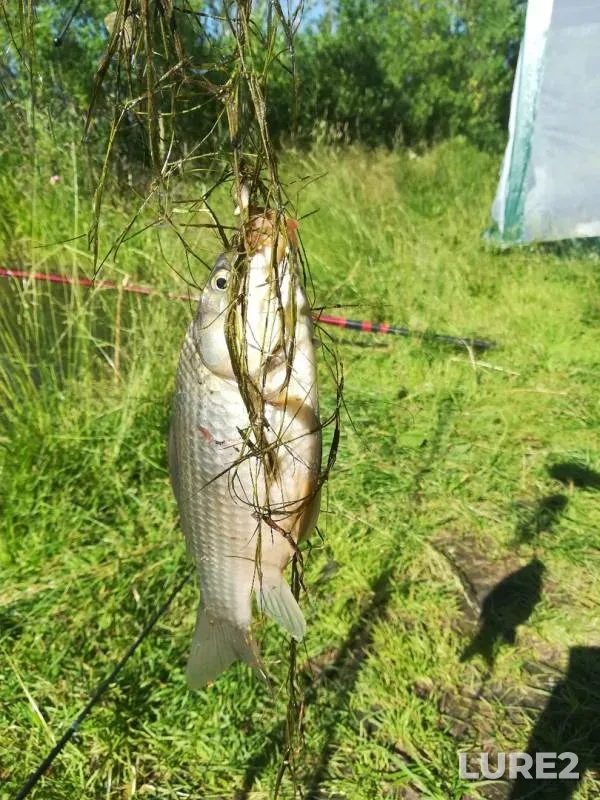 Crucian carp — Ushayka, Jul 15, 2019