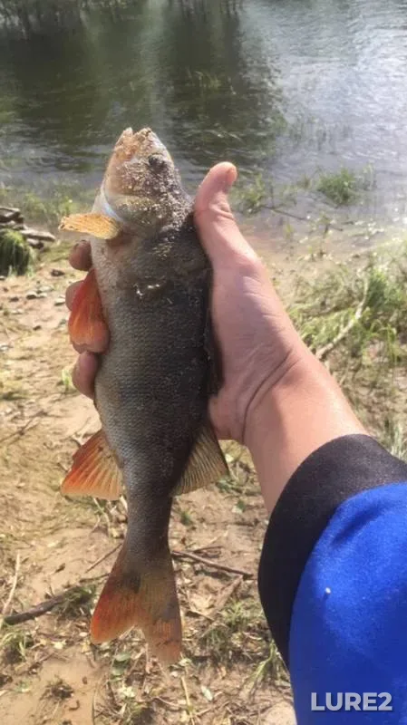 Perch, Pike — Vakh, Jul 11, 2019