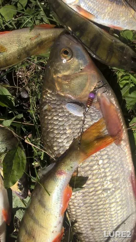 Ide, Perch — Um, Jul 12, 2019