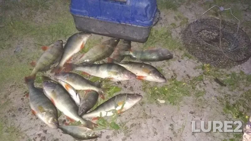 Perch — Tom, Jun 25, 2019