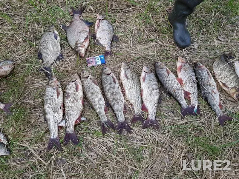 Bream, Ide — Ob, May 26, 2019