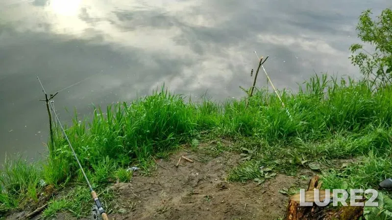 Wels catfish — Oka, Jun 01, 2017