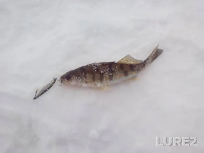 Perch — Betka, Mar 01, 2014