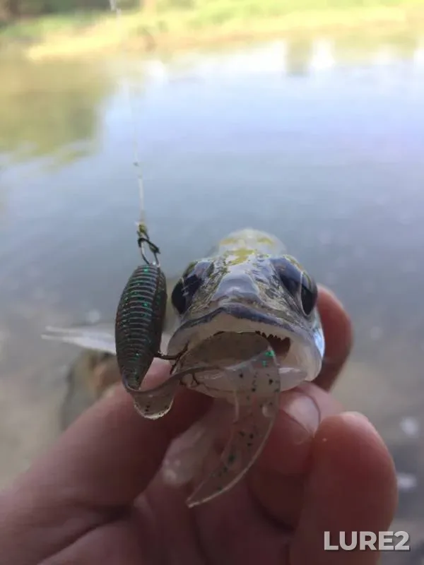 Perch — Kuban, Apr 27, 2019