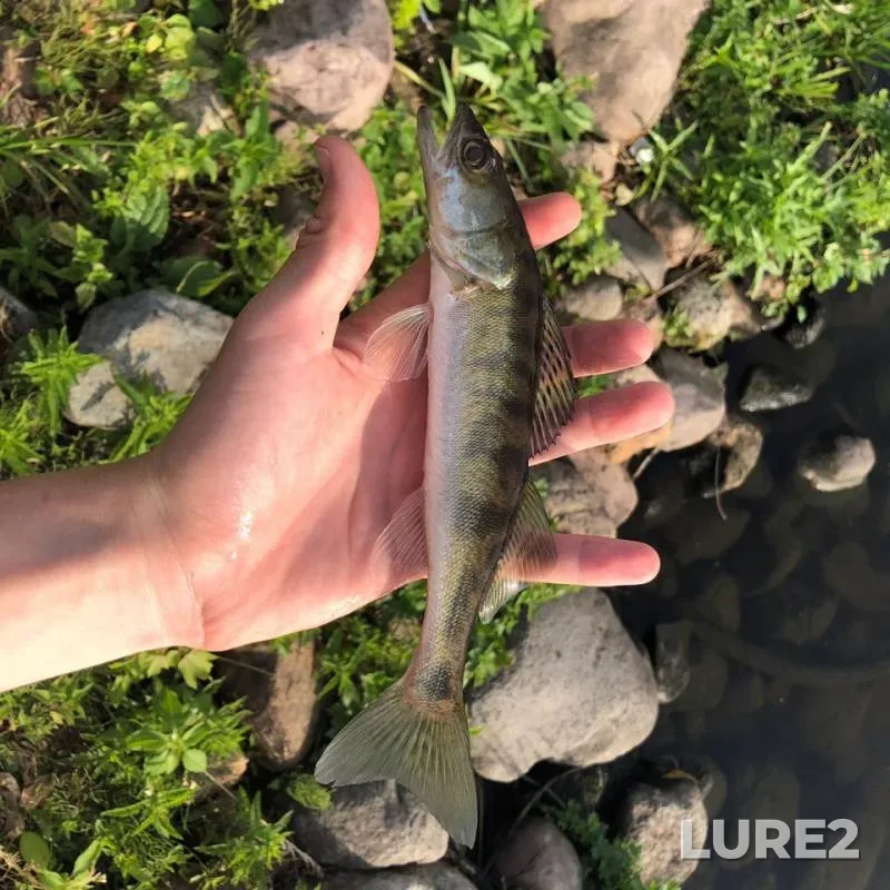 Ide, Perch — Moskva, Jul 01, 2019