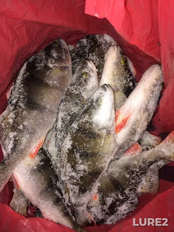 Perch — Gorkovskoye, Jan 16, 2018