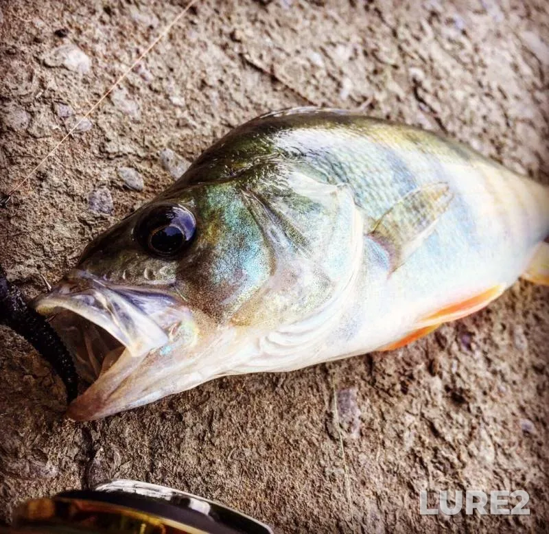 Asp, Perch — Kuban, Sep 08, 2019