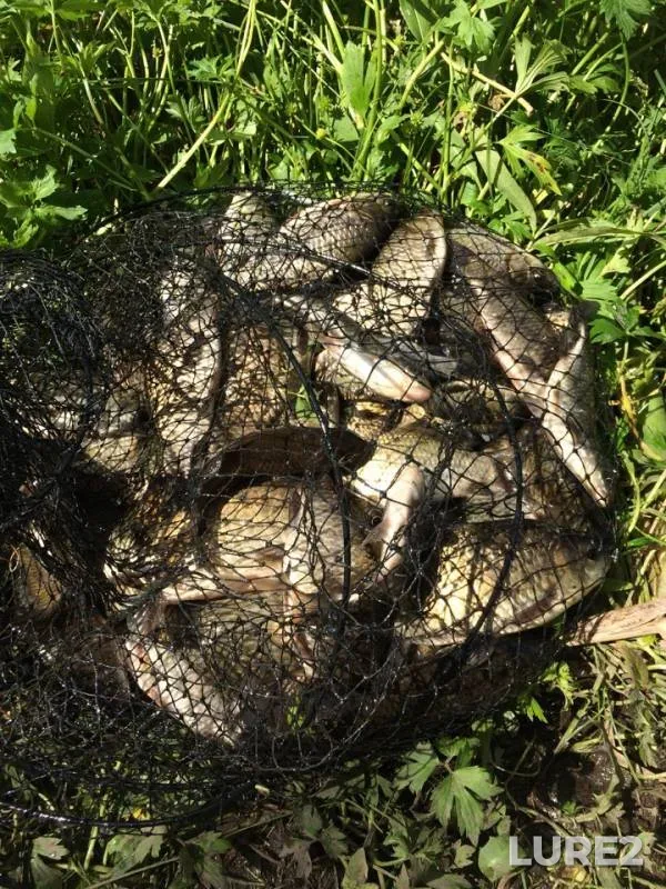 Carp, Crucian carp — Orlovskaya oblast, Jun 13, 2018