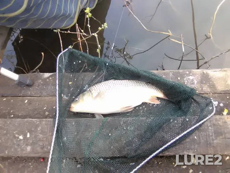 Carp, Grass carp — Kiїvska oblast, Apr 18, 2016
