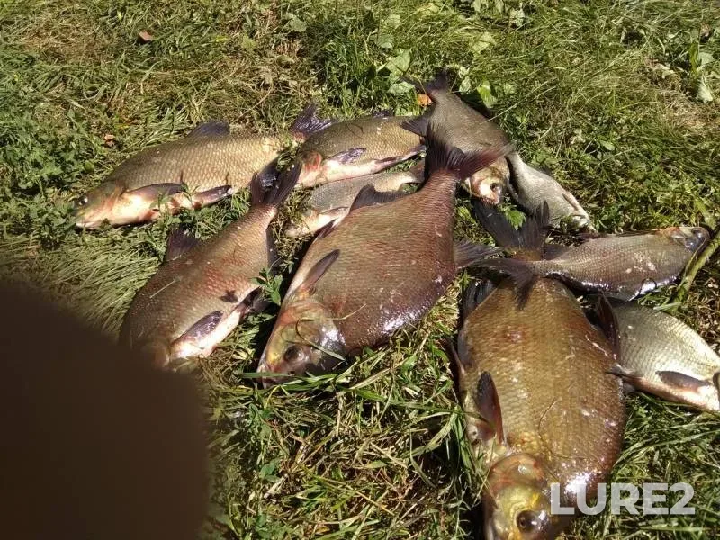 Bream — Bystraya Sosna, Aug 10, 2018