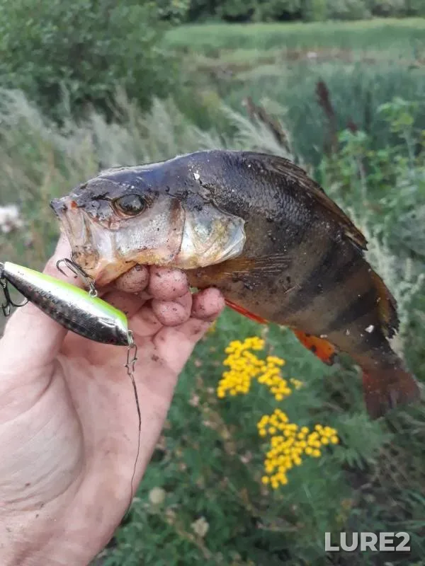 Perch — Orlovskaya oblast, Aug 07, 2018