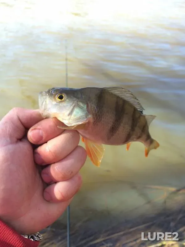 Perch — Dnepr, Mar 26, 2016