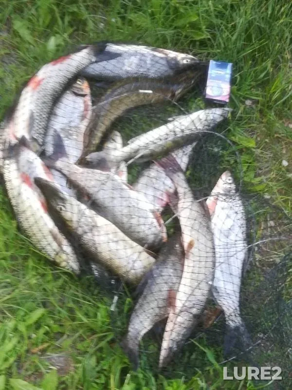 Chub, Pike — Bolshoy Irgiz, May 19, 2019