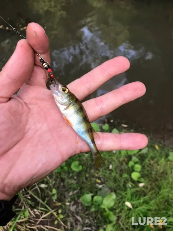 Perch — Chertanovka, Sep 01, 2019