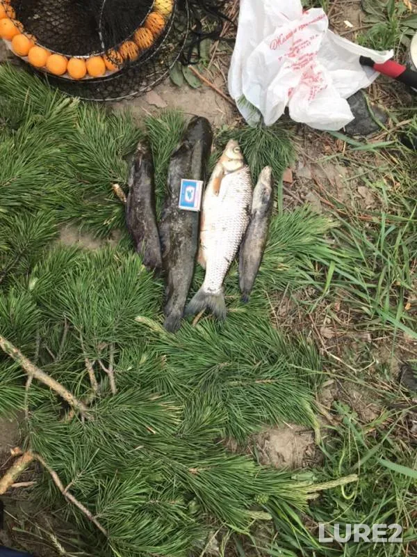 Wels catfish, Ide — Zabaykalskiy kray, Jun 16, 2019