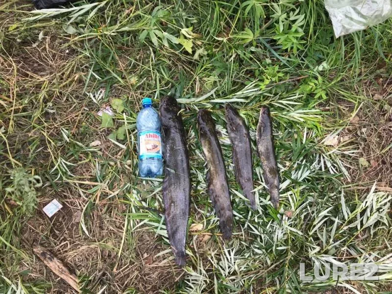 Wels catfish — Zabaykalskiy kray, Aug 01, 2019