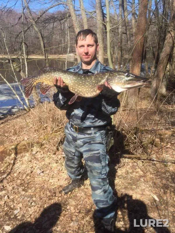 Pike — Leningradskaya oblast, Vyborgskiy rayon, Jul 16, 2018