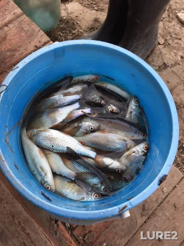 Bleak, Roach — Golyanka, May 05, 2019