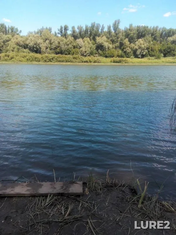 Asp, Wels catfish — Orenburgskaya oblast, Jul 16, 2016
