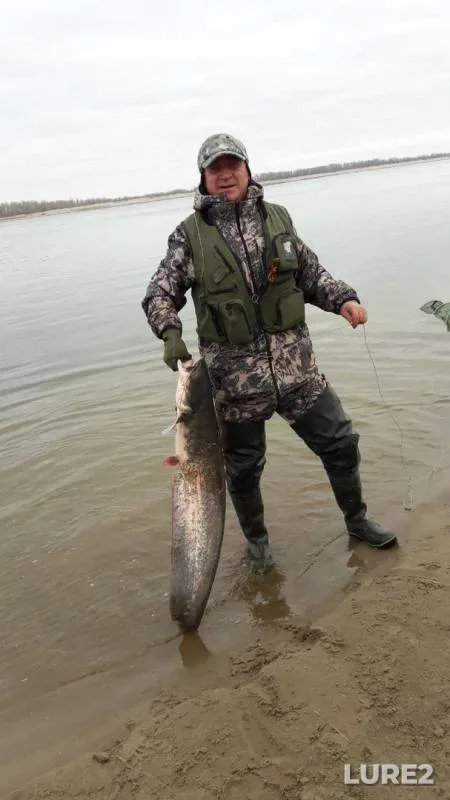 Wels catfish — Volga, Nov 04, 2018