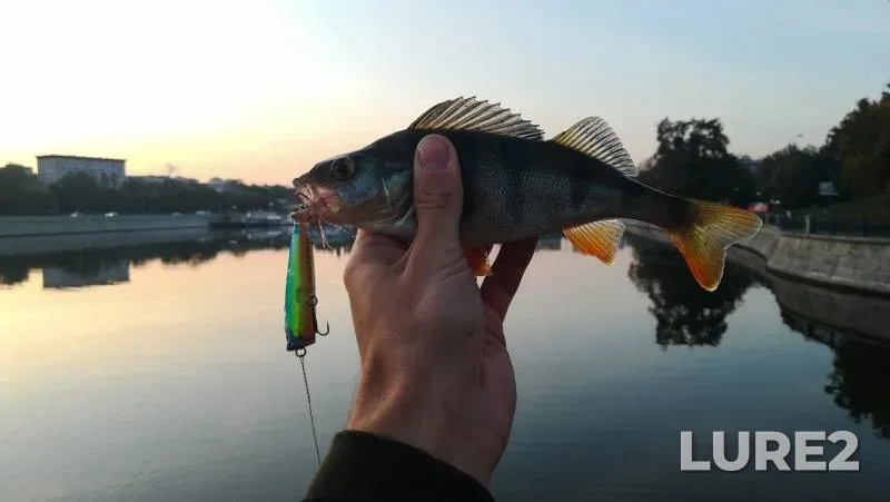 Asp, Perch — Vodootvodnyy kanal, Sep 09, 2019