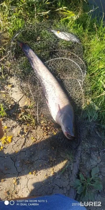 Wels catfish — Kazachiy Yerik, Aug 14, 2019