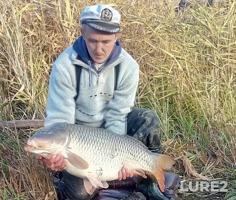Carp — Donetska oblast, Oct 19, 2018