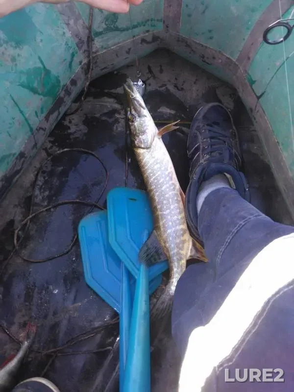 Perch, Pike — Zhayyқ - Ural, Sep 25, 2015