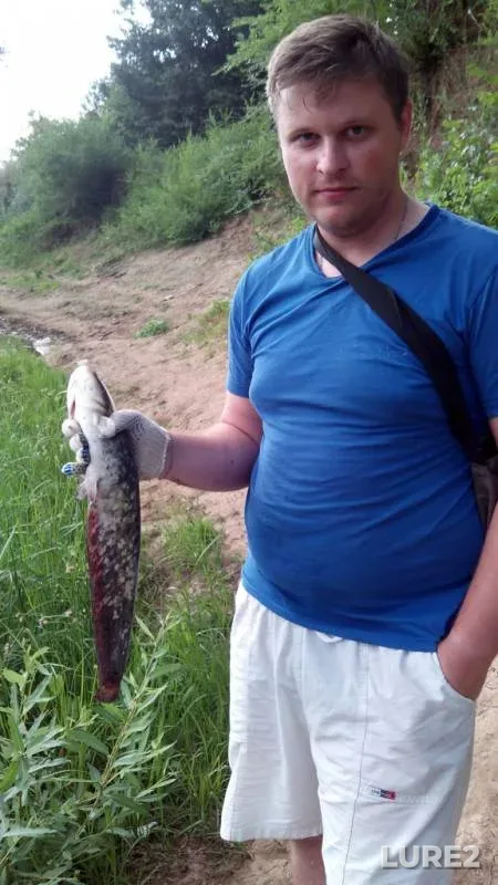 Wels catfish, Pike — Zhayyқ - Ural, Jun 24, 2015