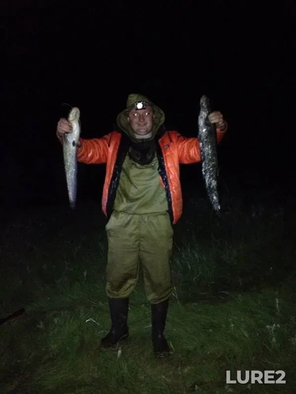 Wels catfish — Bolshoy Ik, Jun 12, 2015