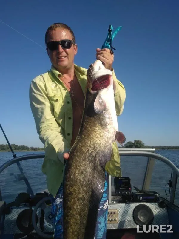 Wels catfish — Dnepr, Aug 27, 2019