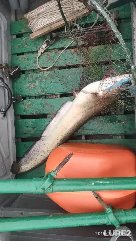 Wels catfish — Shosha, Jul 12, 2019