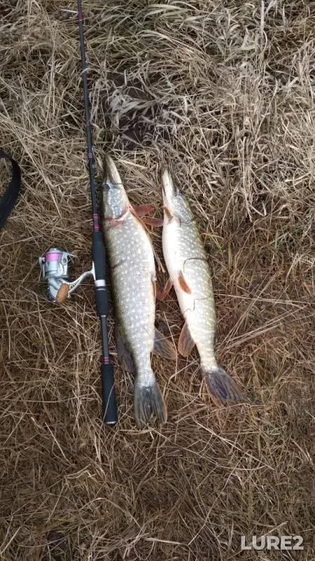 Pike — Tyosha, Mar 21, 2019
