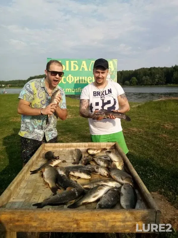Carp — Moskovskaya oblast, gorodskoy okrug Chekhov, Jun 09, 2019