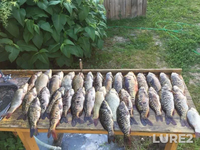 Carp, Crucian carp — Moskovskaya oblast, gorodskoy okrug Chekhov, Jun 03, 2018
