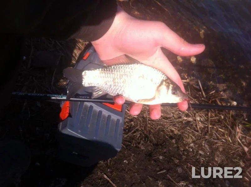 Carp, Chub — Zainskoye, Apr 29, 2018