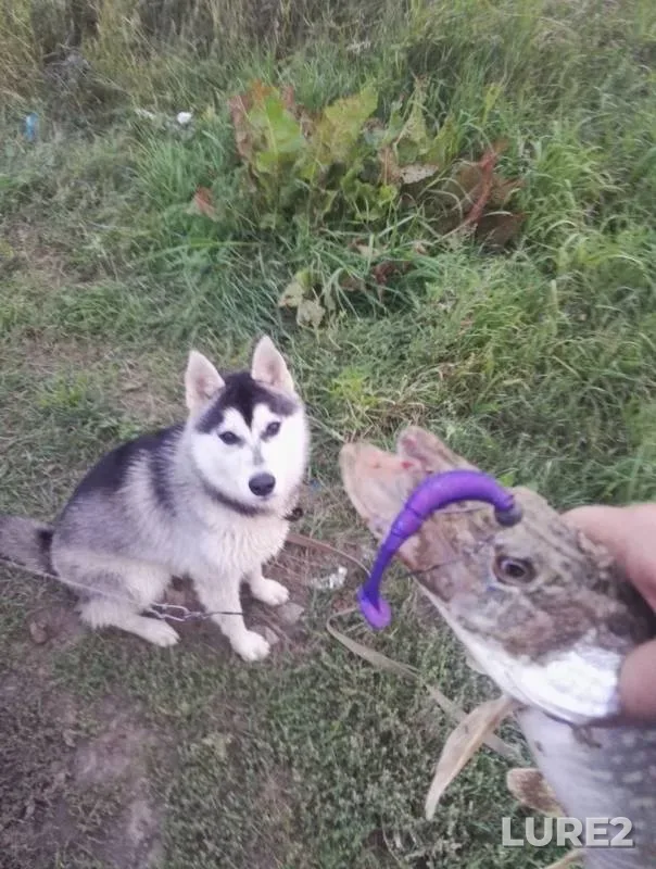 Pike — Irtysh, Aug 28, 2018