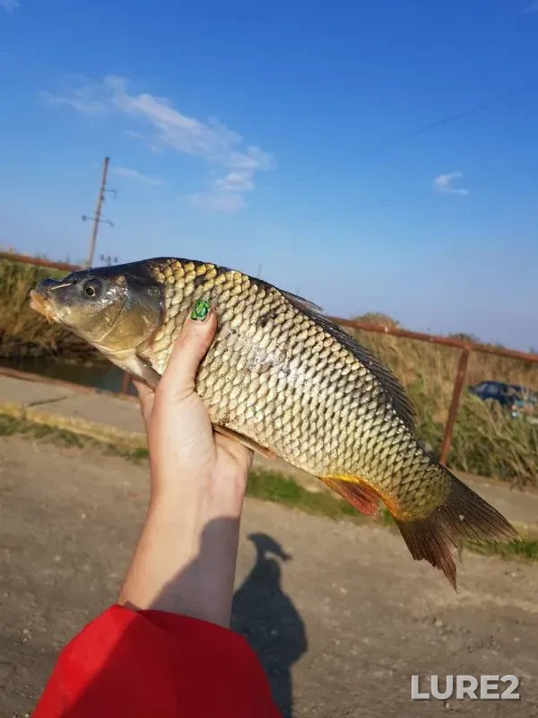 Wels catfish, Crucian carp — Krasnodarskiy kray, Slavyanskiy rayon, Oct 01, 2019