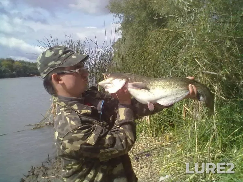 Wels catfish — Dnestr, Sep 23, 2013