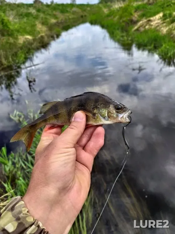 Asp, Perch — Zapadnaya Dvina, May 16, 2019