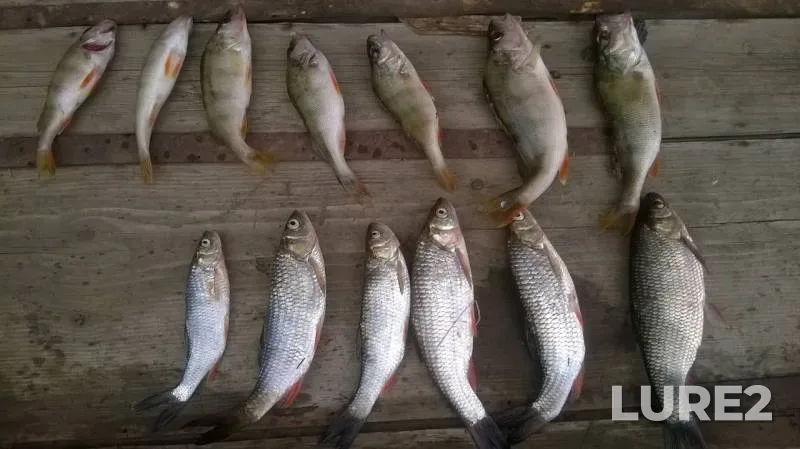 Chub, Ide — Burtya, Jul 20, 2015
