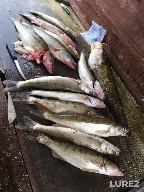 Wels catfish, Zander — Akhtuba, Jul 16, 2018