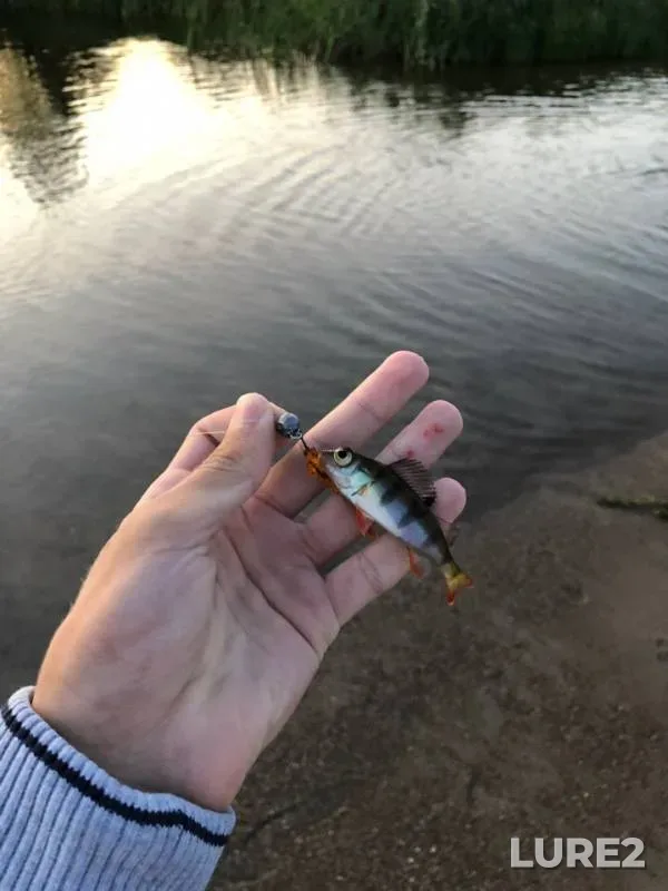 Bream, Perch — Kaliningradskaya oblast, Jul 01, 2019