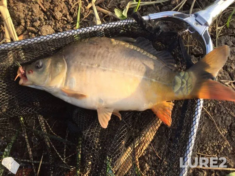 Carp — Krasnodarskiy kray, May 07, 2017