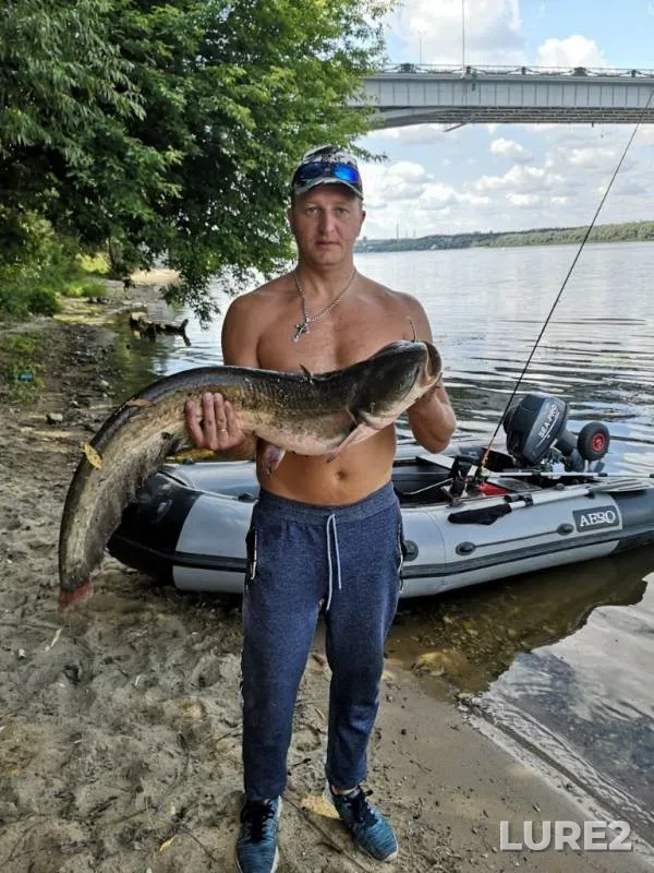Wels catfish, Zander — Oka, Jul 23, 2019